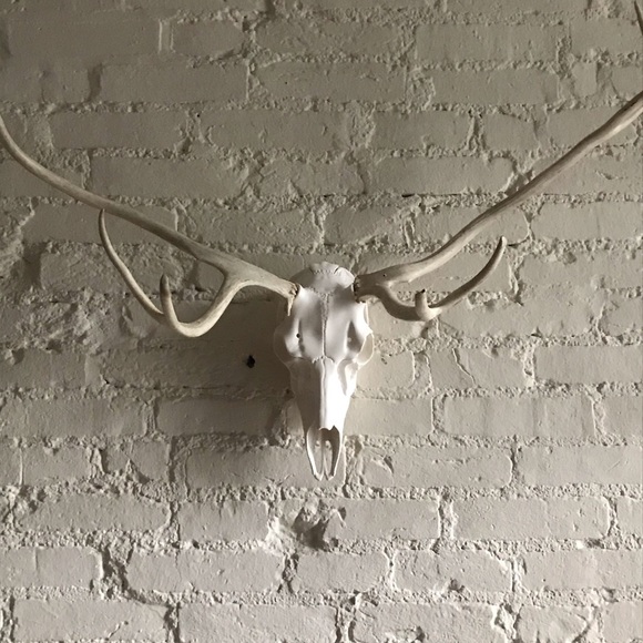 Fallow and Axis Deer Mount - Picture 5 of 12